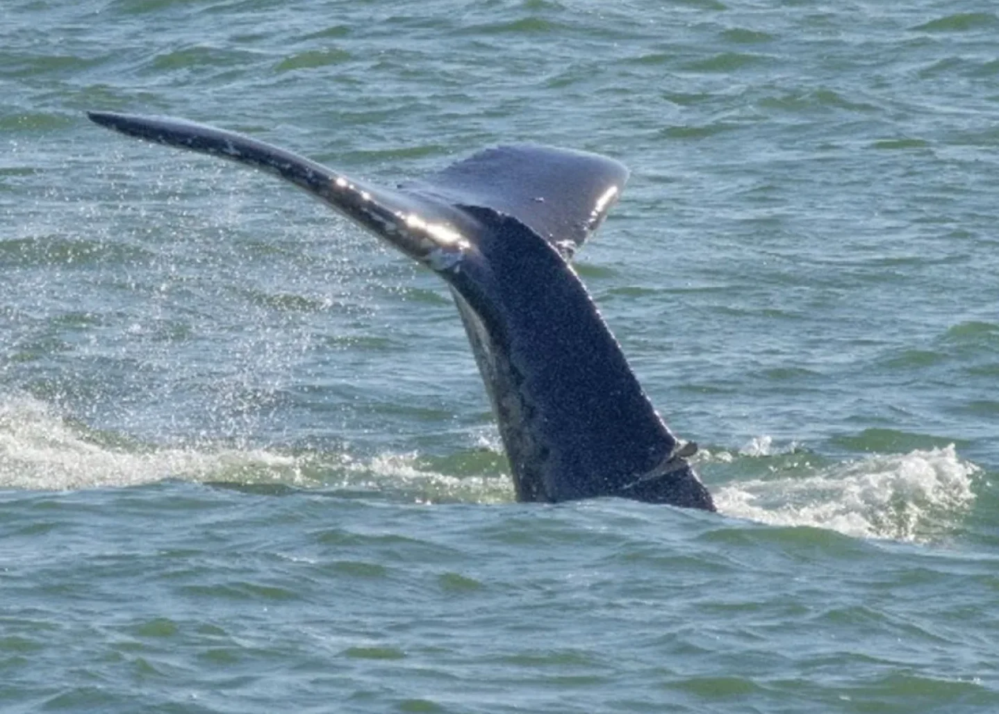 CBC: An injury to the tail stock of a humpback whale seen swimming in the waters off Vancouver's west side is noticeable in recent photographs. (Vanessa Prigollini)
