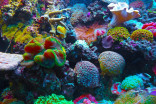 Ancient marine extinctions reveal dangers of current ocean acidification