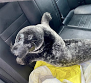 Surly seal spotted on P.E.I. sidewalk apprehended by police