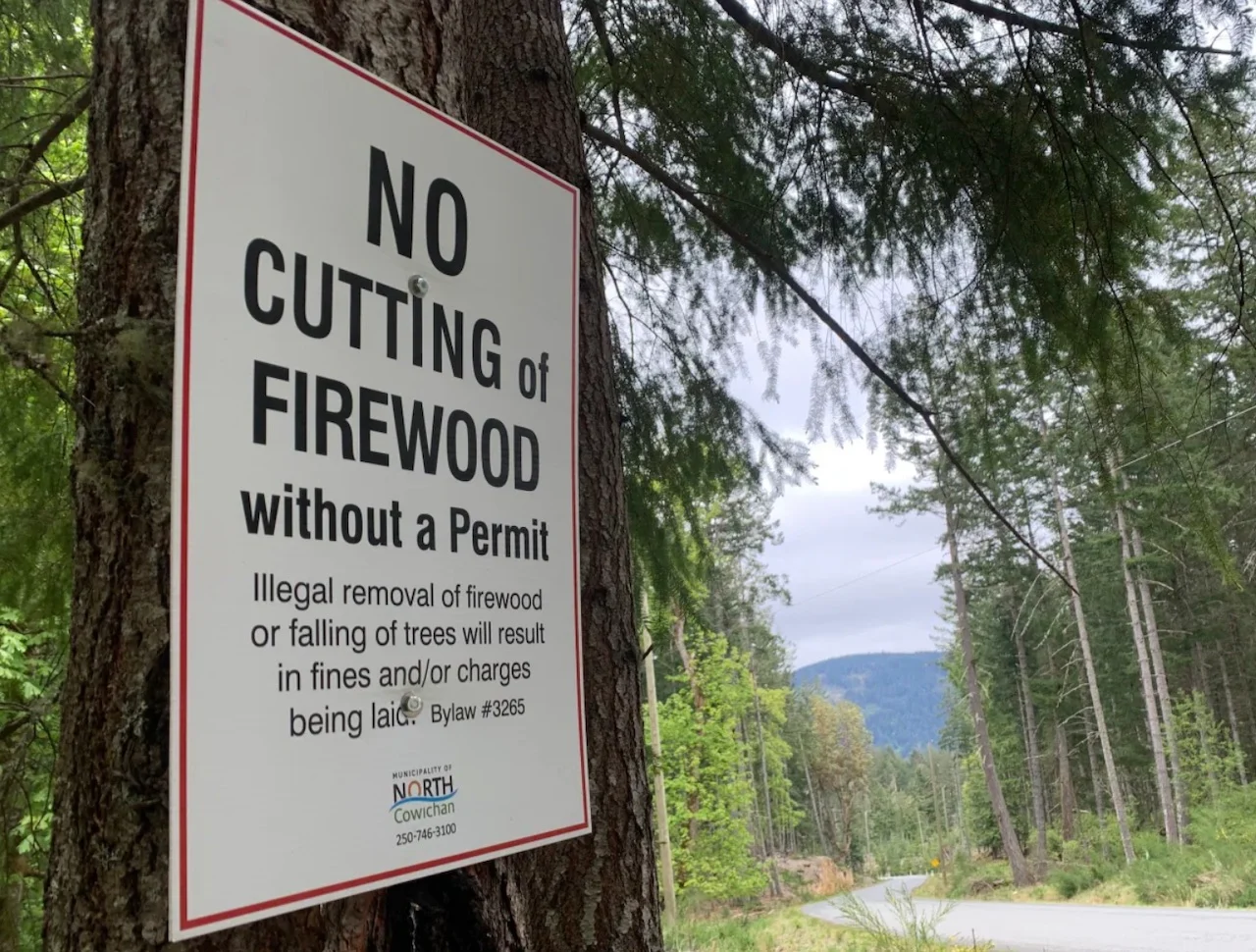 Tree:Briar Stewart/CBC News
