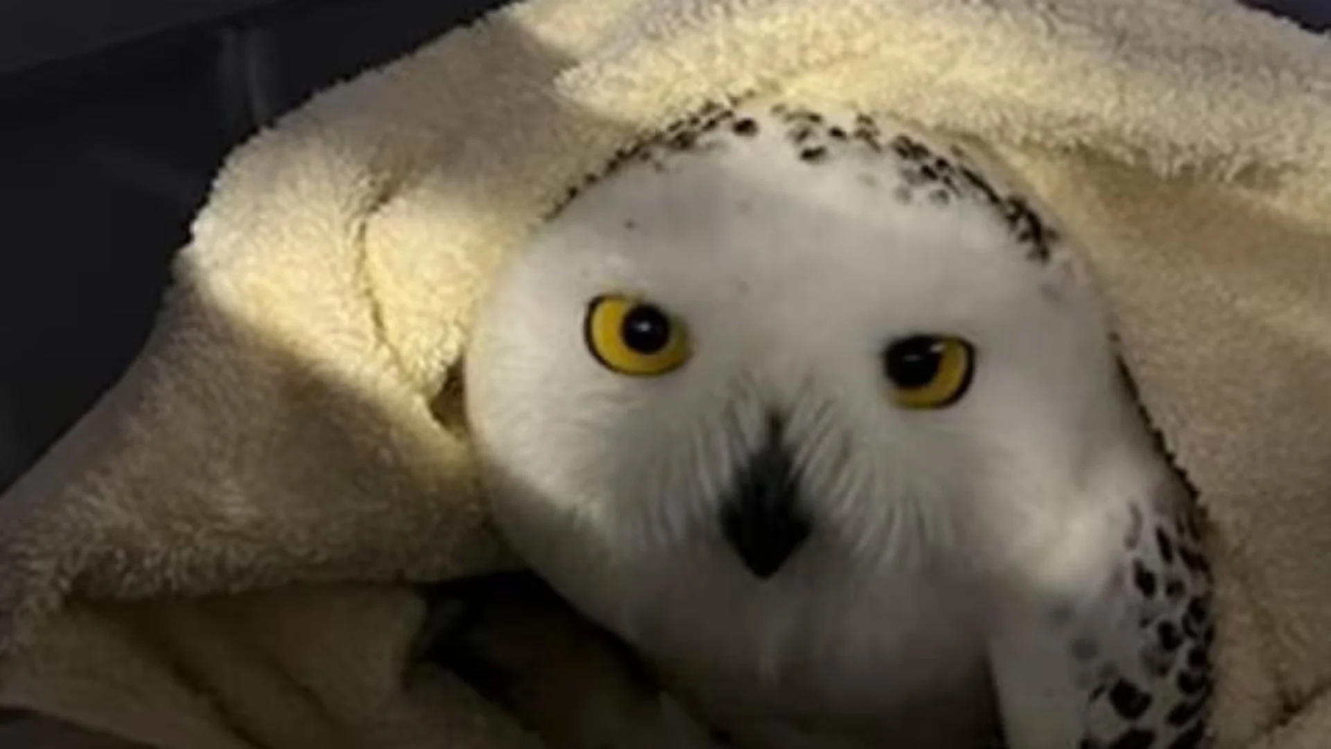 Police, volunteers swoop in to rescue injured snowy owl in Bayfield