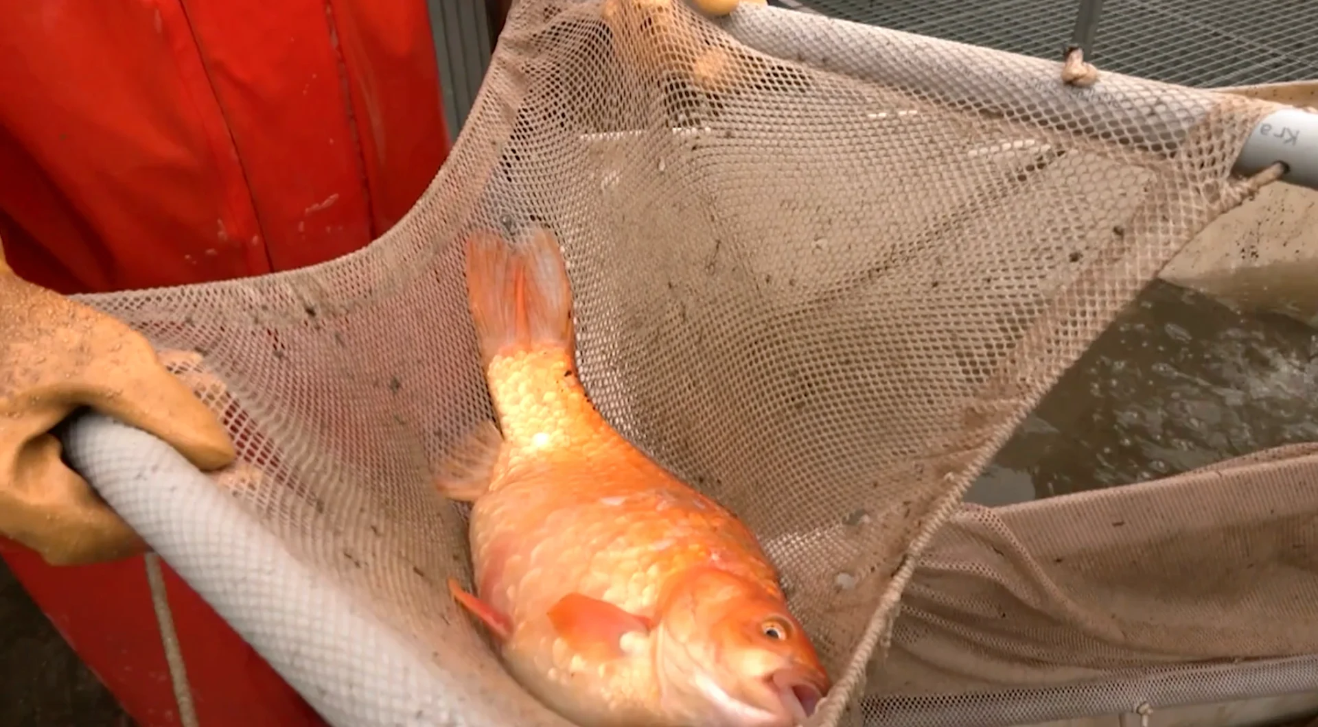 How 'wetland destroyers' are kept out of Hamilton's Cootes Paradise Fishway