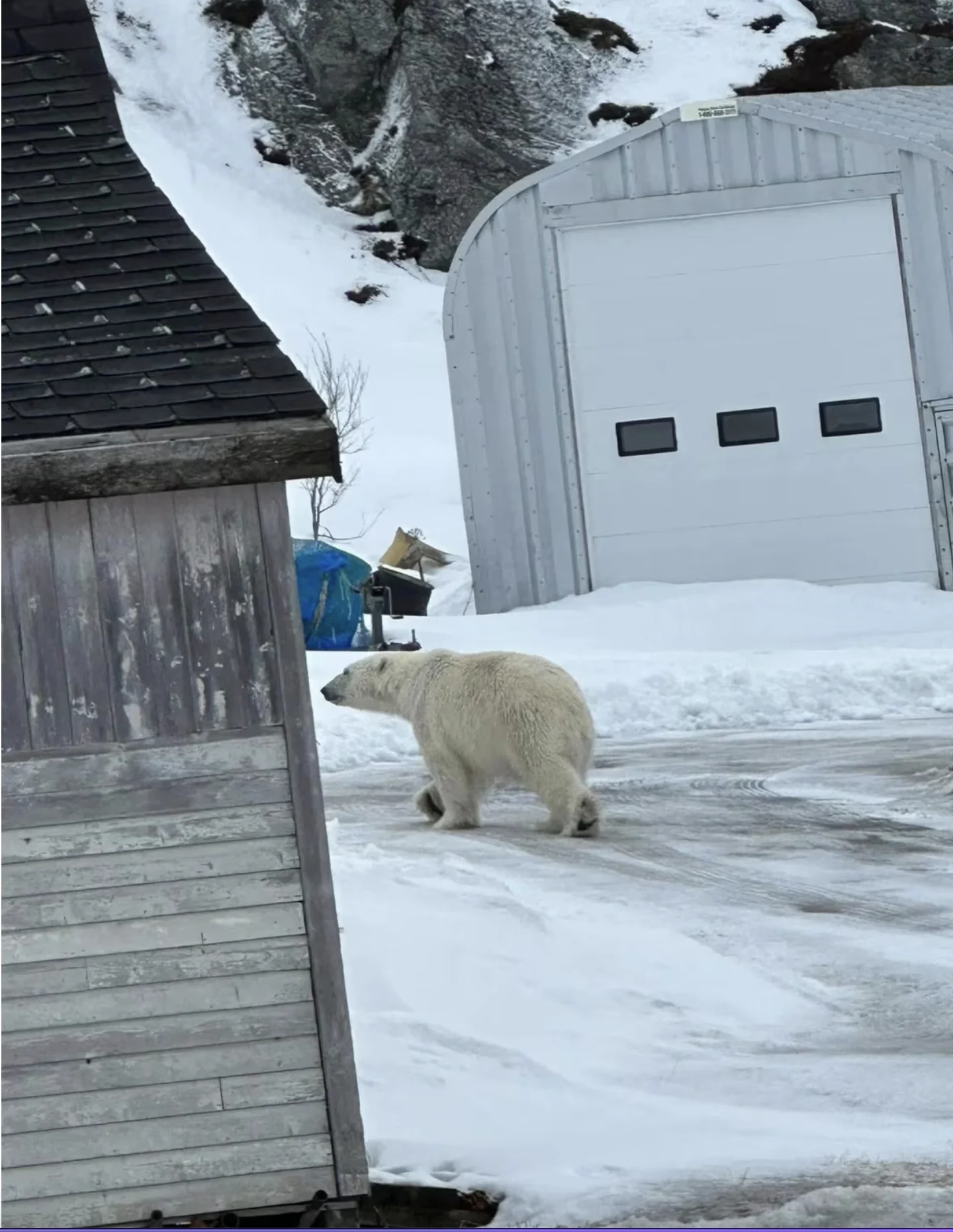 CBC: The animal came close to the front door of Sybil Rose's house. After it got scared from hearing her voice, the bear started walking away. (Submitted by Sybil Rose)
