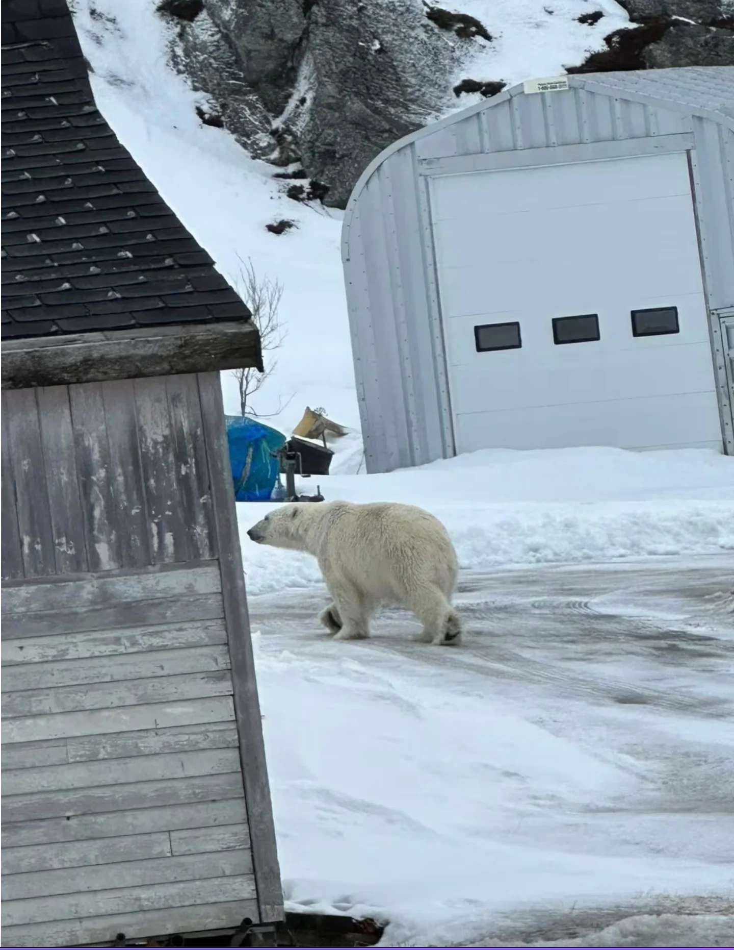 CBC: The animal came close to the front door of Sybil Rose's house. After it got scared from hearing her voice, the bear started walking away. (Submitted by Sybil Rose)