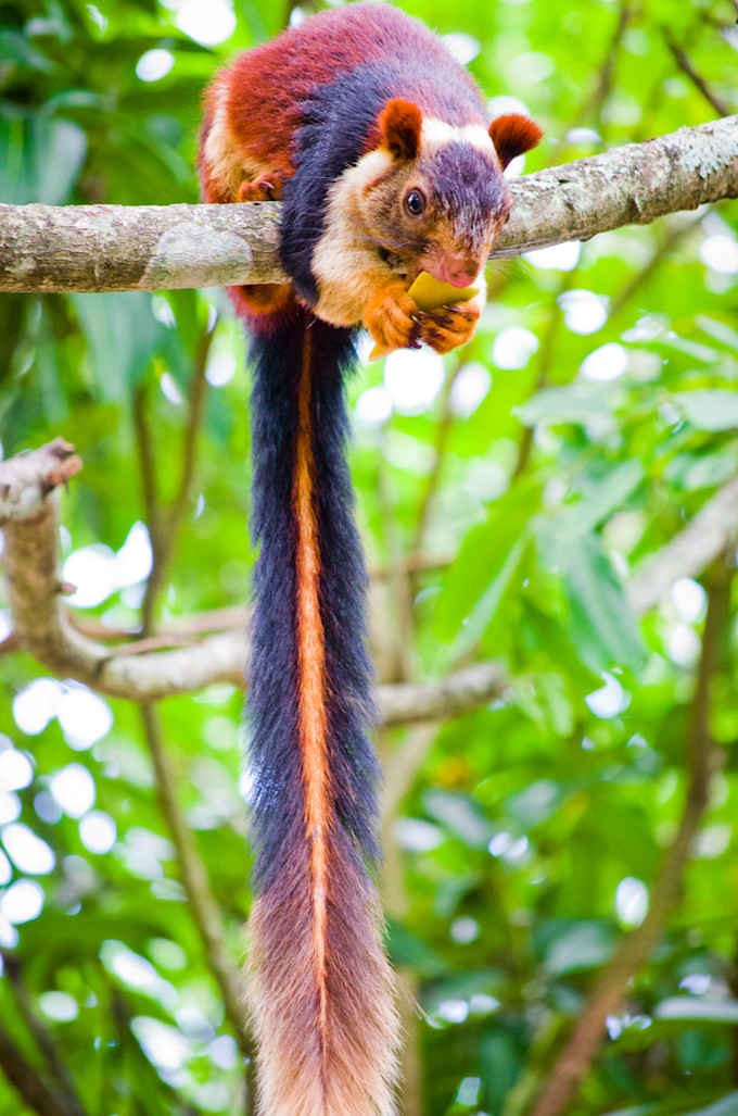 The Weather Network - Rainbow-coloured squirrels take over the Internet