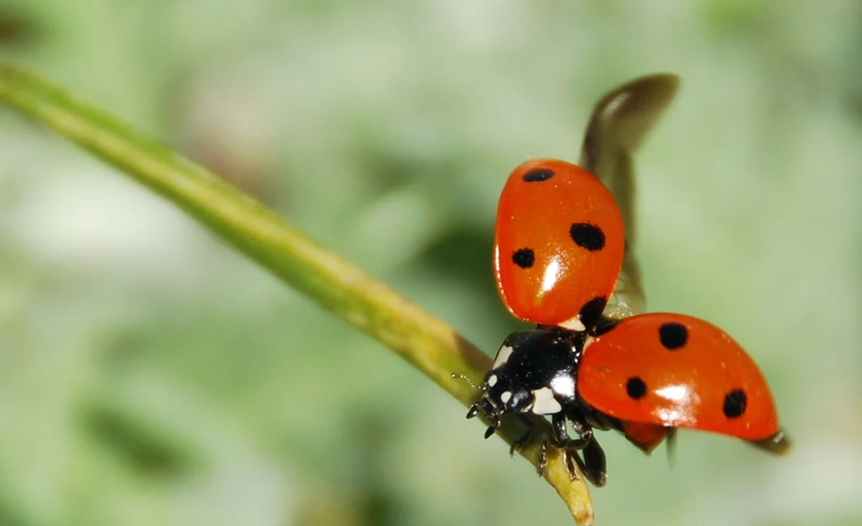 pixabay - ladybug