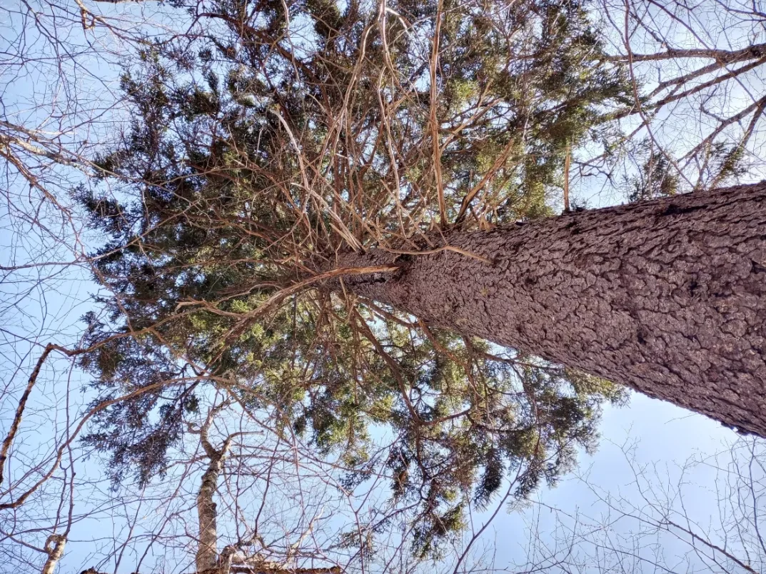 CBC: Experts say trees such as spruce and fir should be trimmed up to 2 metres, to keep fires lower to the ground, where they are easier to fight. (Submitted by Ben Sweet)