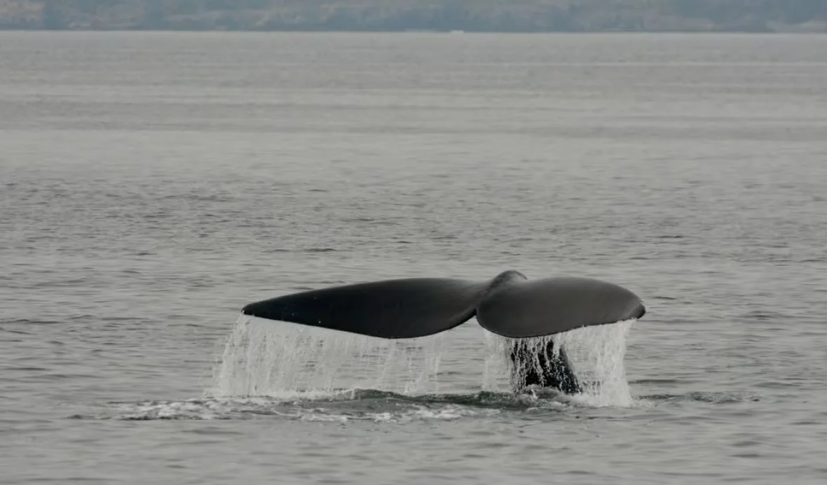 north-atlantic-right-whale/Quoddy Link Marine/Facebook via CBC