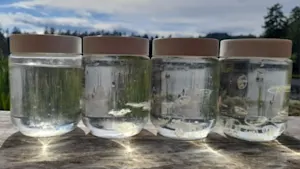 Invasive jellyfish are “silently invading” freshwater lakes in Canada