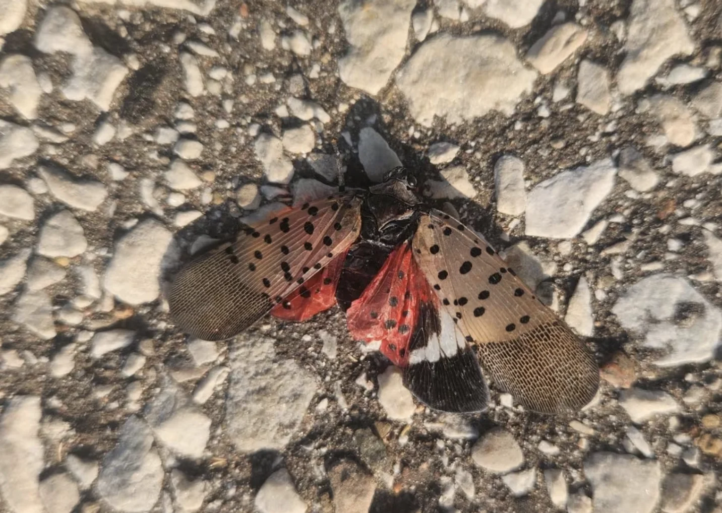 CBC: The remains of a spotted lanternfly killed by Cassandra Meanny in Windsor's Devonshire Heights area. (Cassandra Meanny)