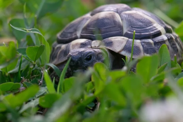 Hiberner en été, c'est possible ?