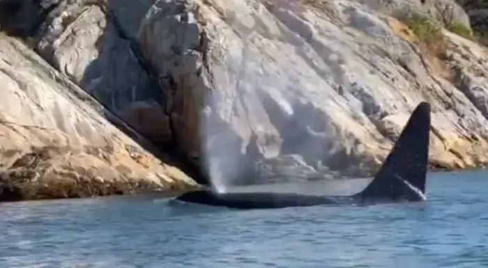 Long distance swimmer gets close-up look at pod of orcas in West Vancouver