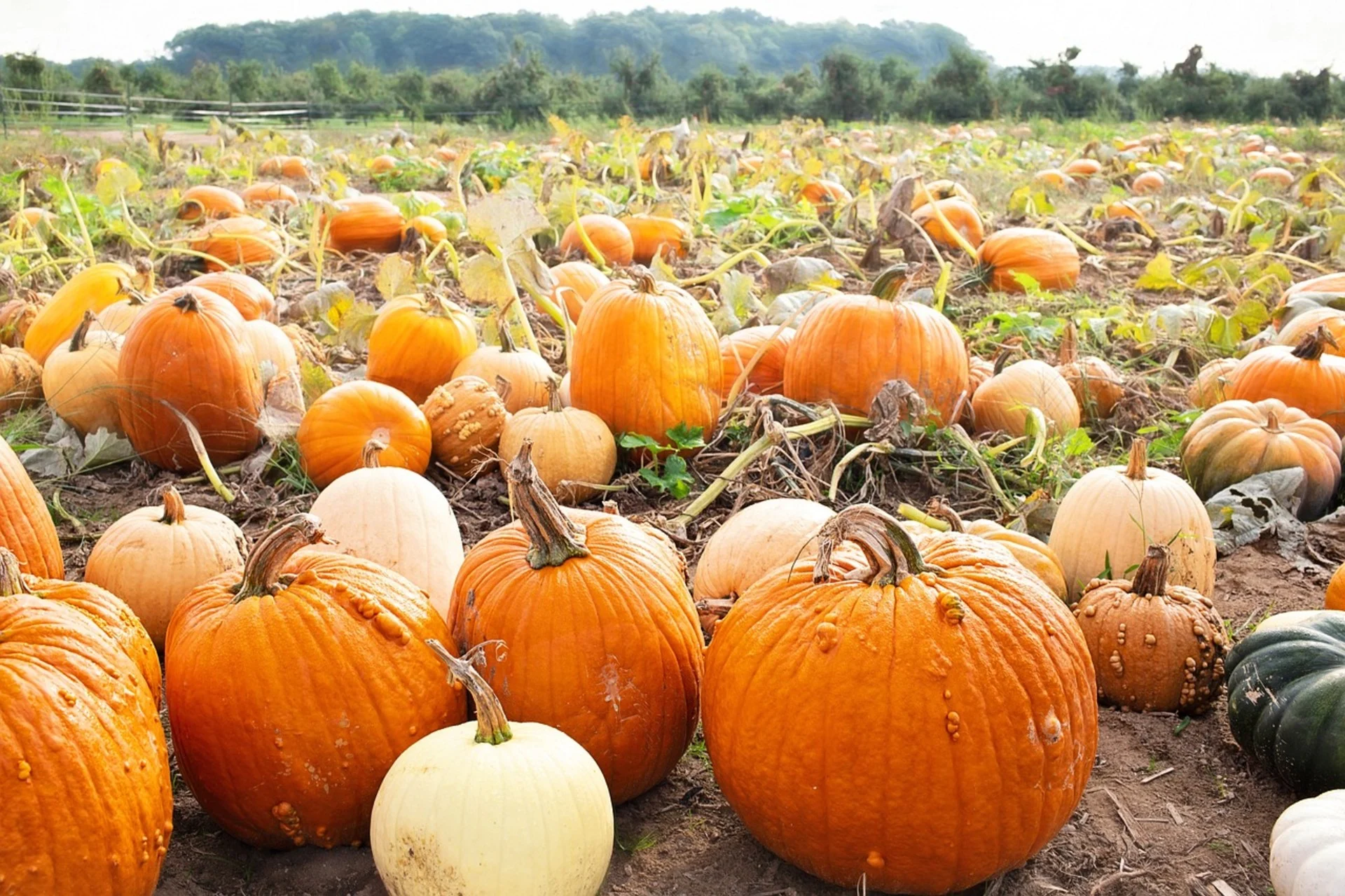 How to pick the perfect pumpkin in the patch