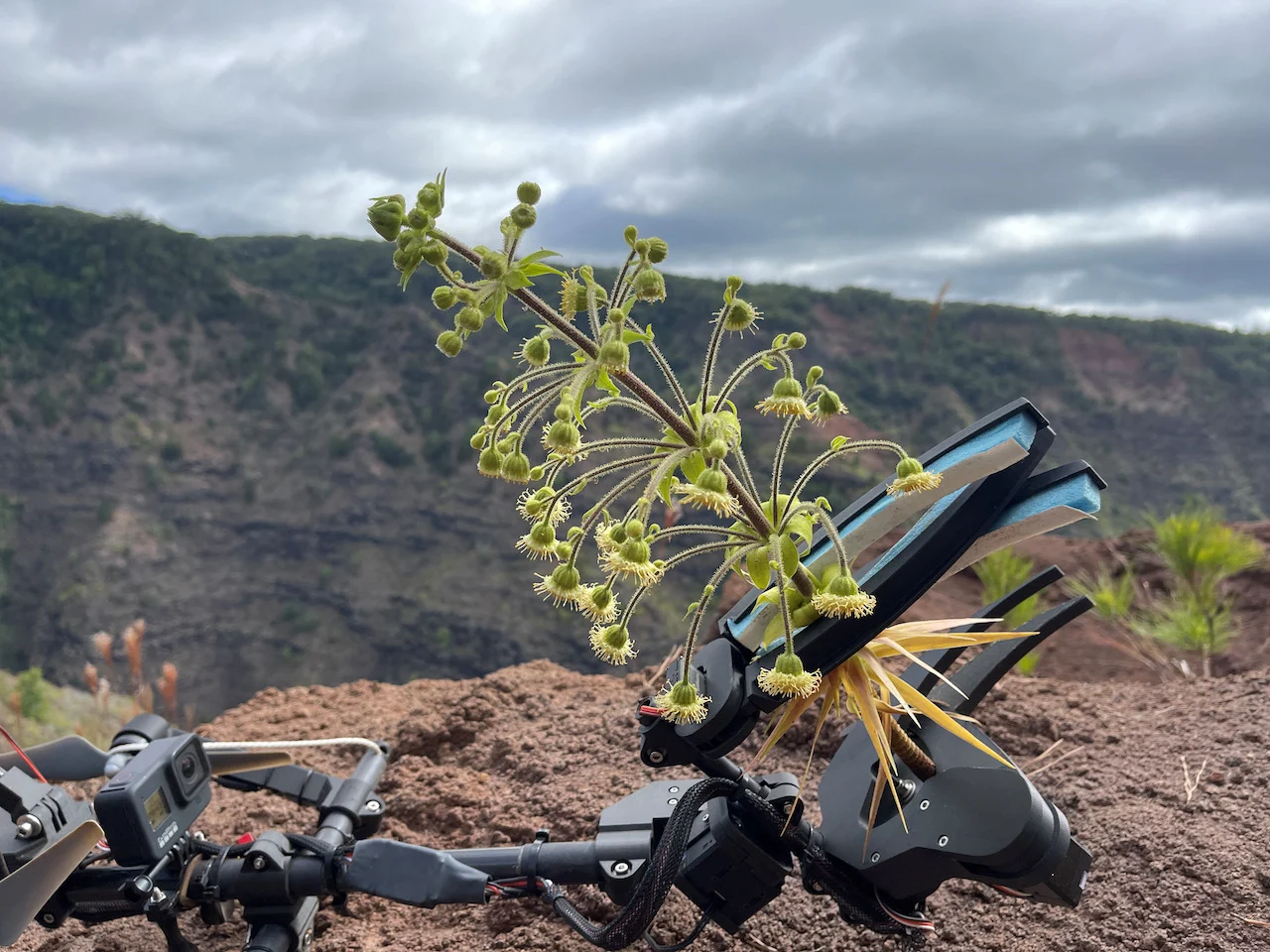 PLANTS-RECOVERY/Ben Nyberg/National Tropical Botanical Garden/Handout via REUTERS