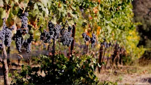 Les pires vendanges depuis des décennies en France. Détails ici.