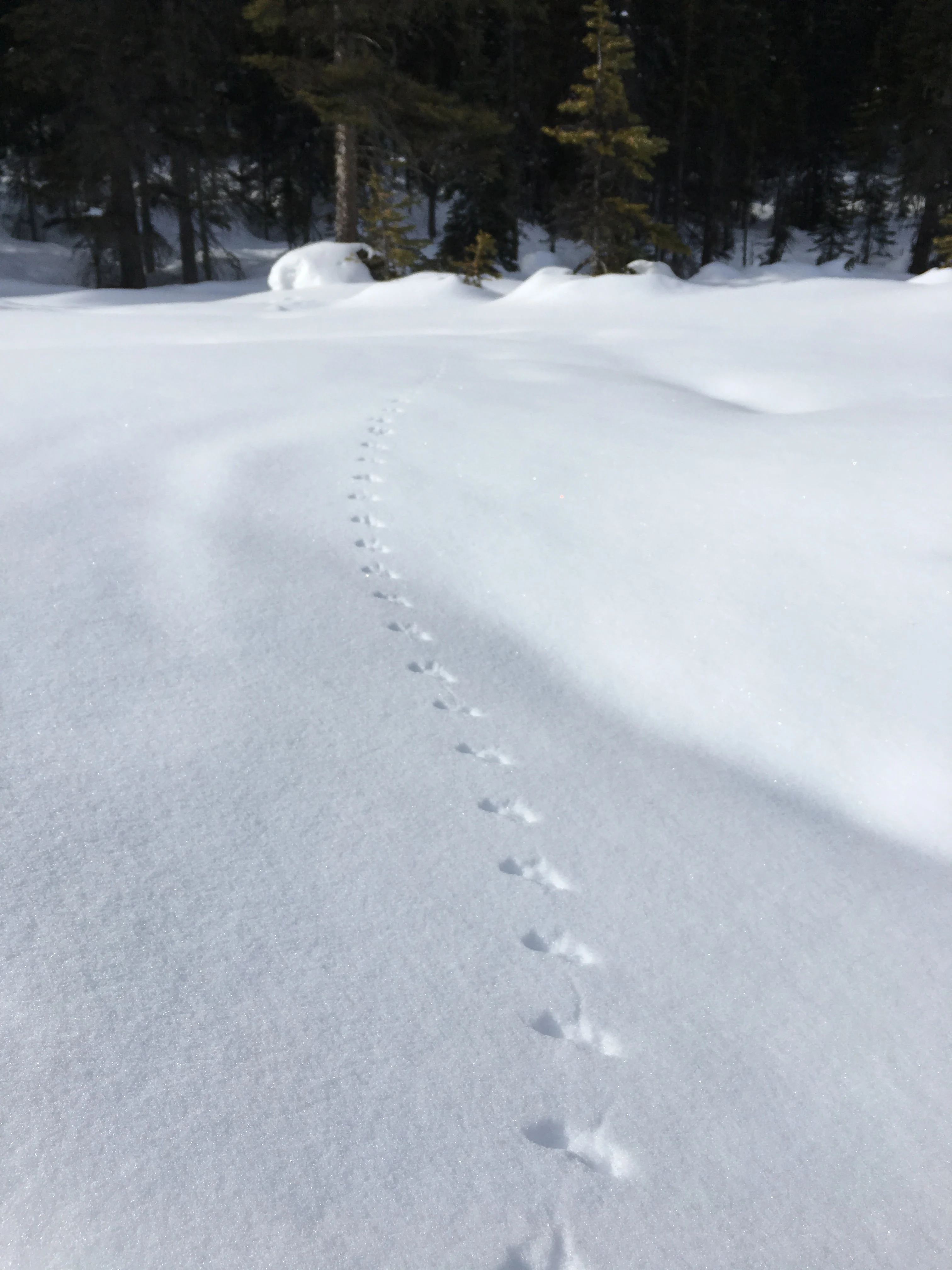 Deer mouse tracks in snow Banff National Park, Alta./Aerin Jacob/NCC/Submitted (do not reuse)