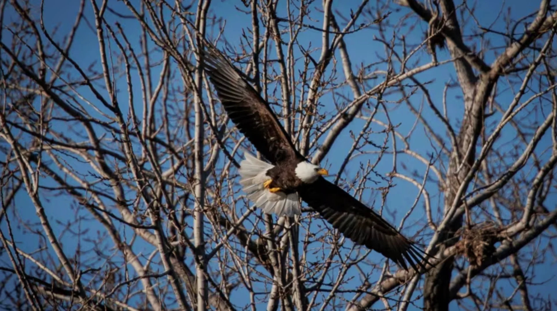 Toronto's first documented bald eaglets developing well, TRCA says