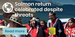 Salmon return celebrated despite threats. Read more on climate solutions, by The Weather Network.