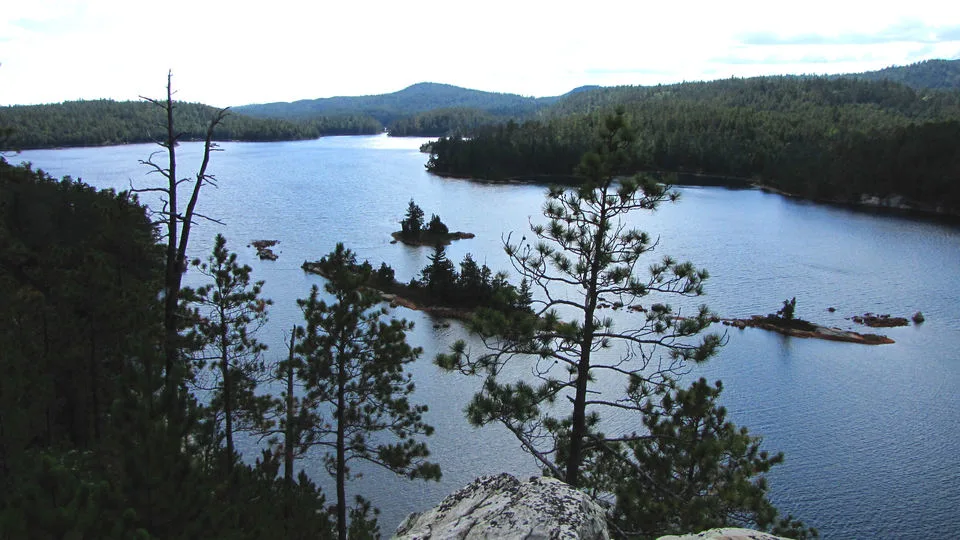 Une des plus vieilles forêts du Canada est menacée