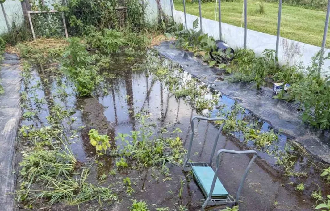CBC: Cleveland is now looking for options to prevent rain from ruining his crops next season. (Courtesy of Richard Cleveland)