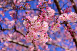 PHOTOS: Toronto cherry blossoms bring joy to dreary spring