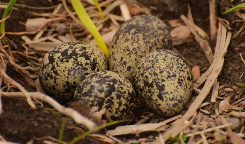 eggs-nest-wildlife-wetland-greenbelt-ottawa