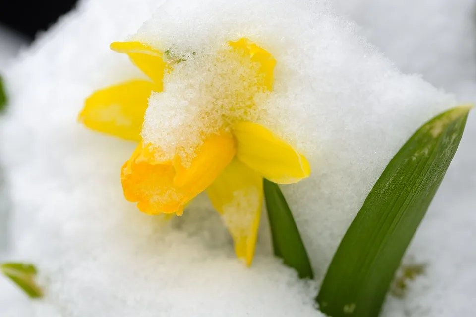 Le printemps a changé au Québec 