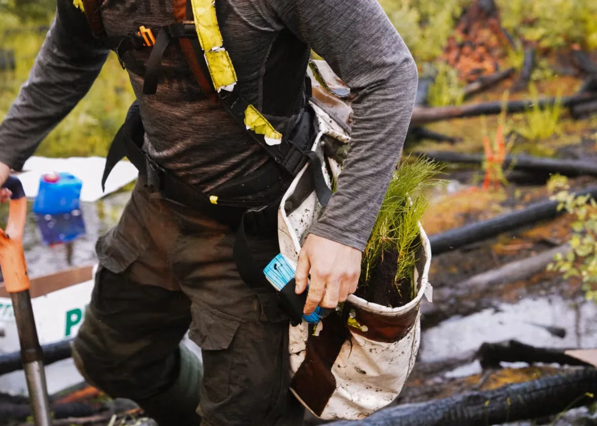 ogoki-forest-saplings/Integrity Reforestation via CBC