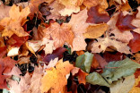 DRIVERS BEWARE: Brightly-coloured leaves mask dangerous threat