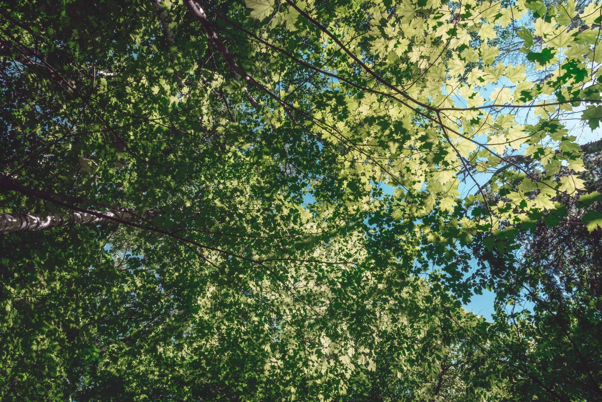 Les feuilles des arbres tournent avant l'orage, mythe ou réalité?