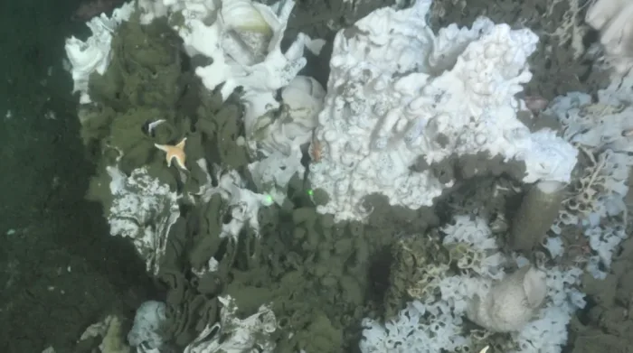 Scientists discover new species of sponge on deep-sea reefs off B.C.'s coast