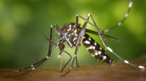 Mosquitoes swarming? 6 things to keep them from bugging you