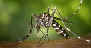 Mosquitos swarming? 6 things to keep them from bugging you
