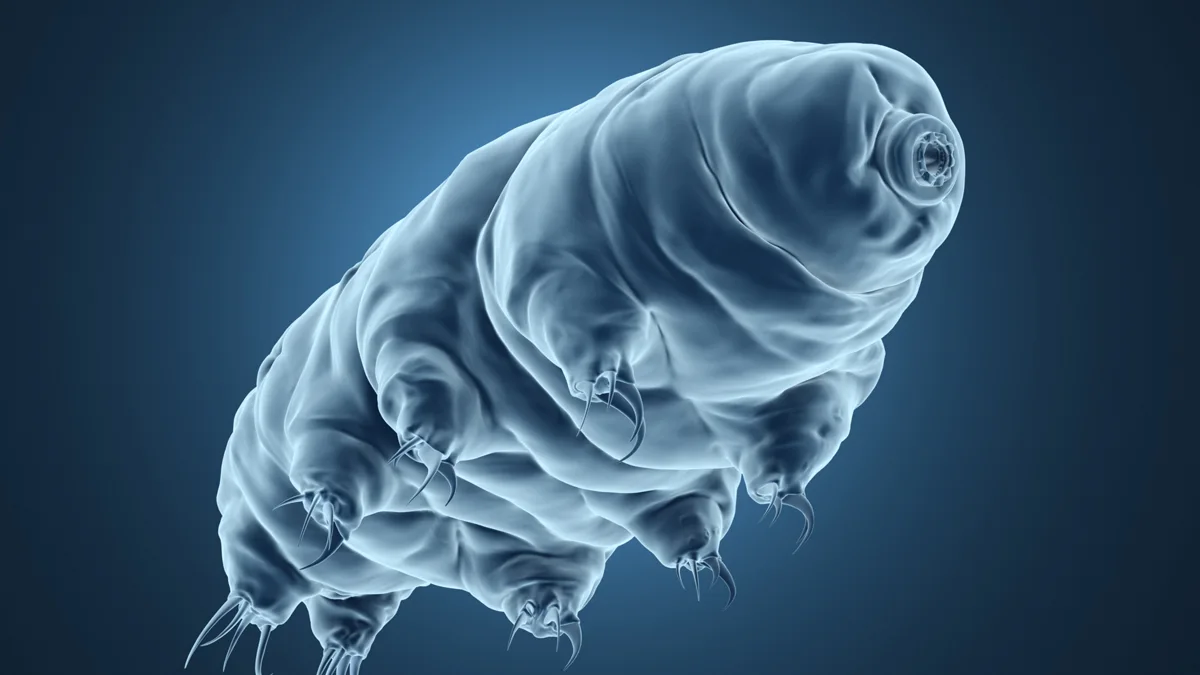 Tardigrades: we’re now polluting the moon with little creatures