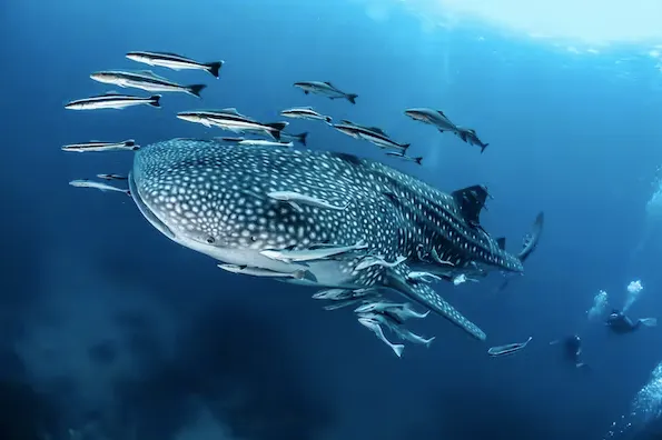 The climate report card assessed species ranging from plankton to whales on 12 specific climate risk factors. (Shutterstock)