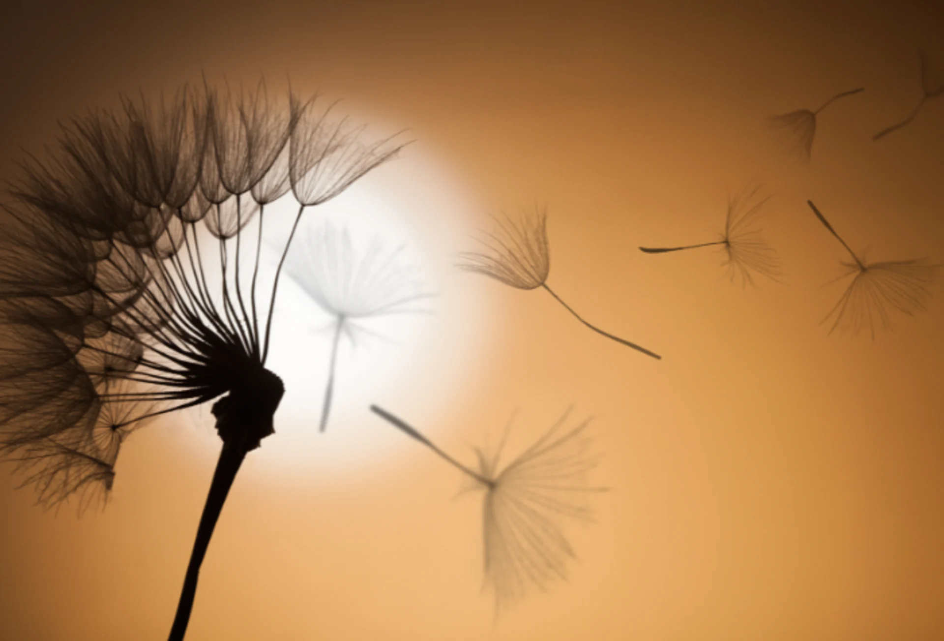 Dandelion seeds fly up to 100 km because they take cues from the weather