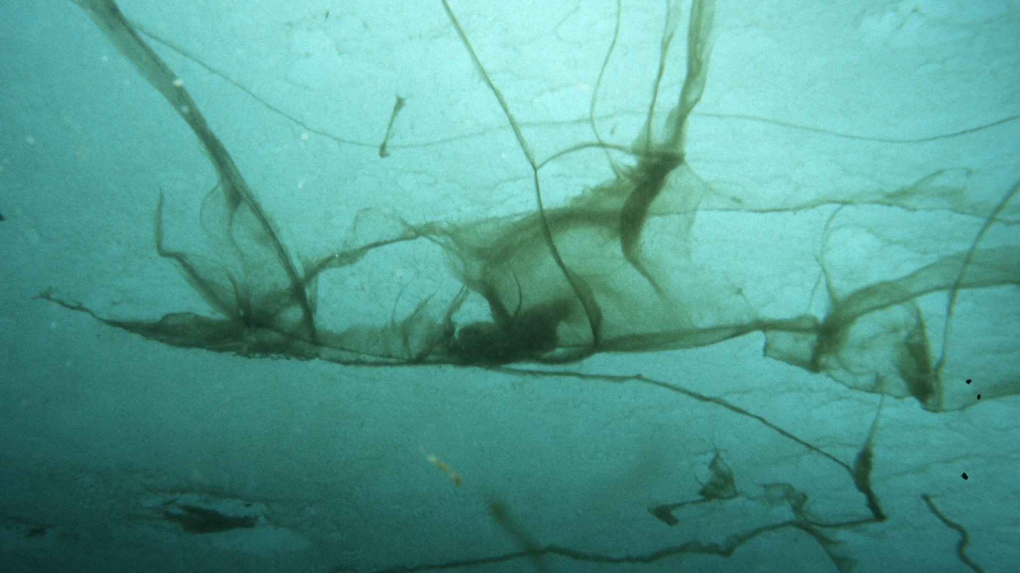 Melosira arctica algae floating in sea ice 