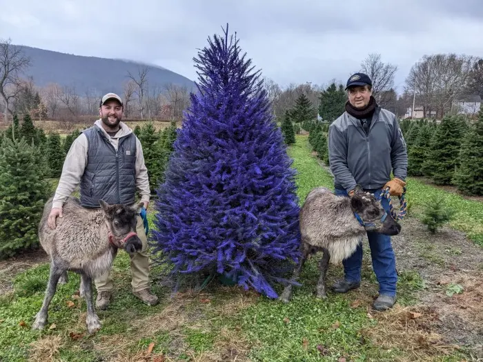 Purple Christmas trees a surprise star this holiday season