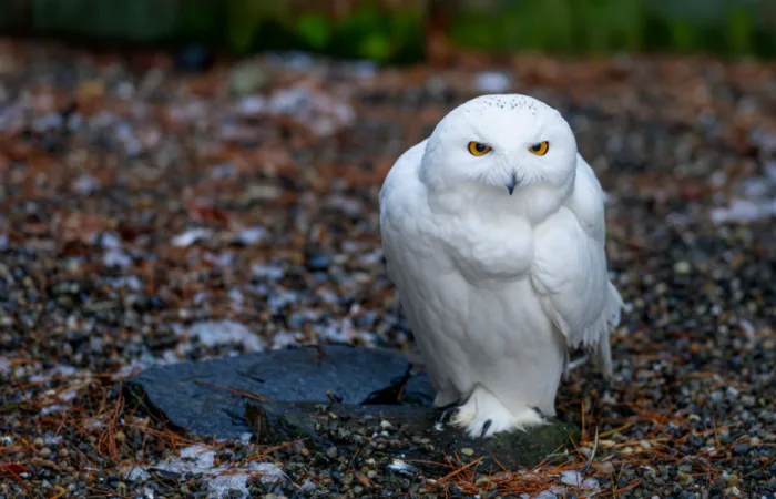 Harry Potter parks to stop using live owls in performances
