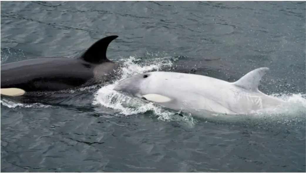 Caught on camera: Rare white orca sighted off Alaskan coast 
