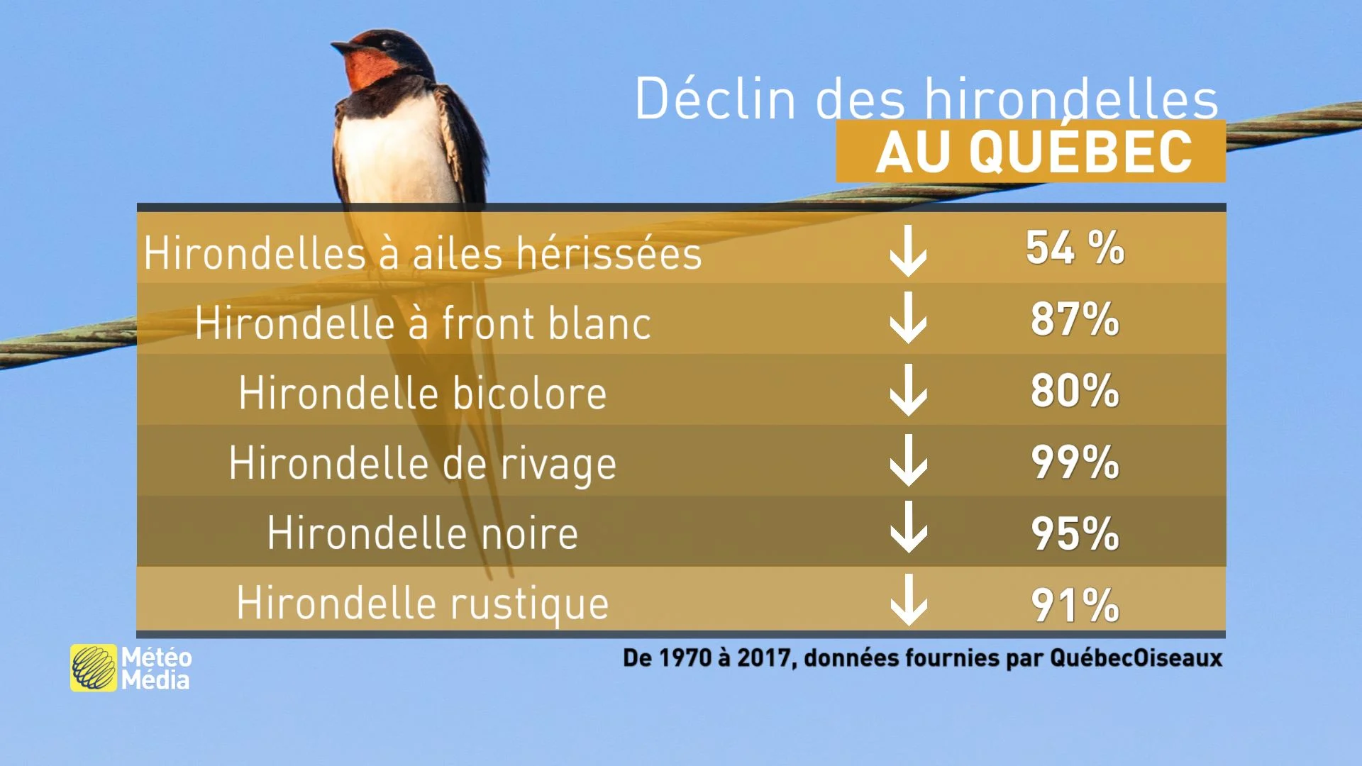 Déclin hirondelle