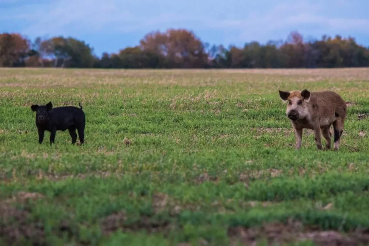wild-boar (1)/Submitted by Ryan Brook/Canadian Wild Pig Research Project via CBC