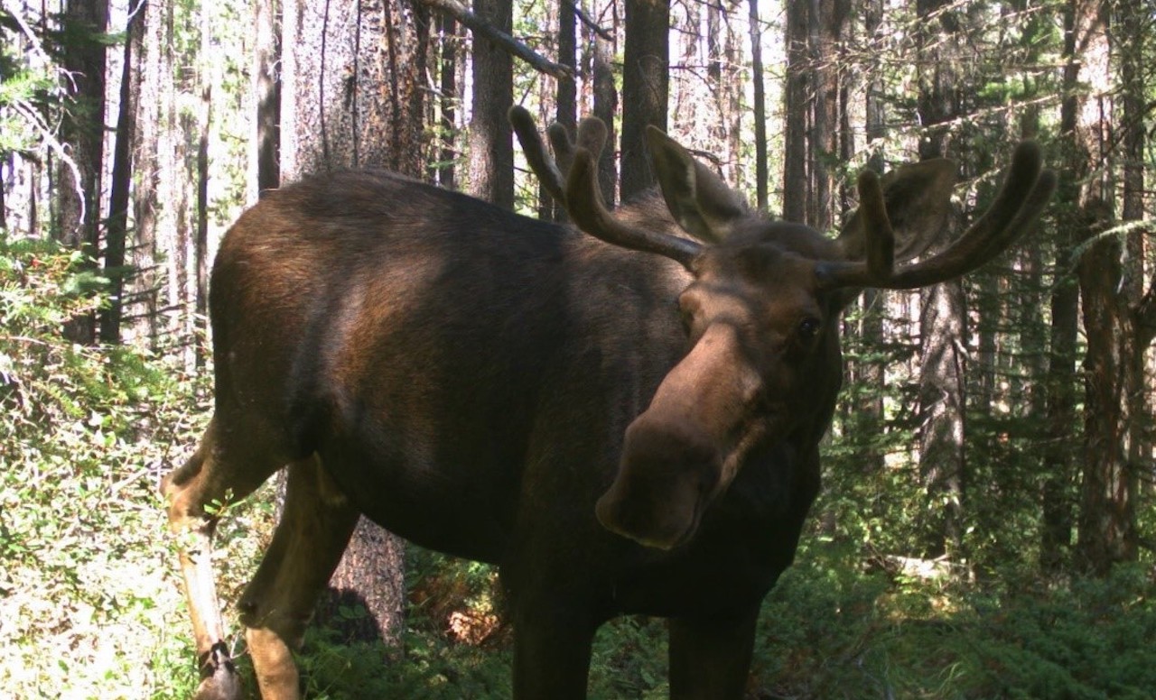 Moose corridor in Banff National Park in Alberta/Parks Canada