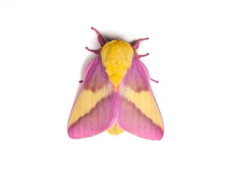 What Are Rosy Maple Moths? - Viral Pink and Yellow Moth Photo