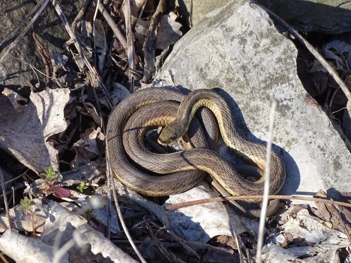 Comment les créatures à sang froid se préparent pour l'hiver