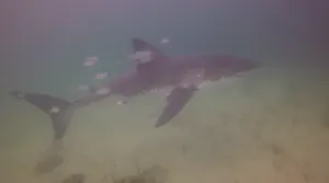 Diver injured in great white shark attack off Quebec's Gaspé coast