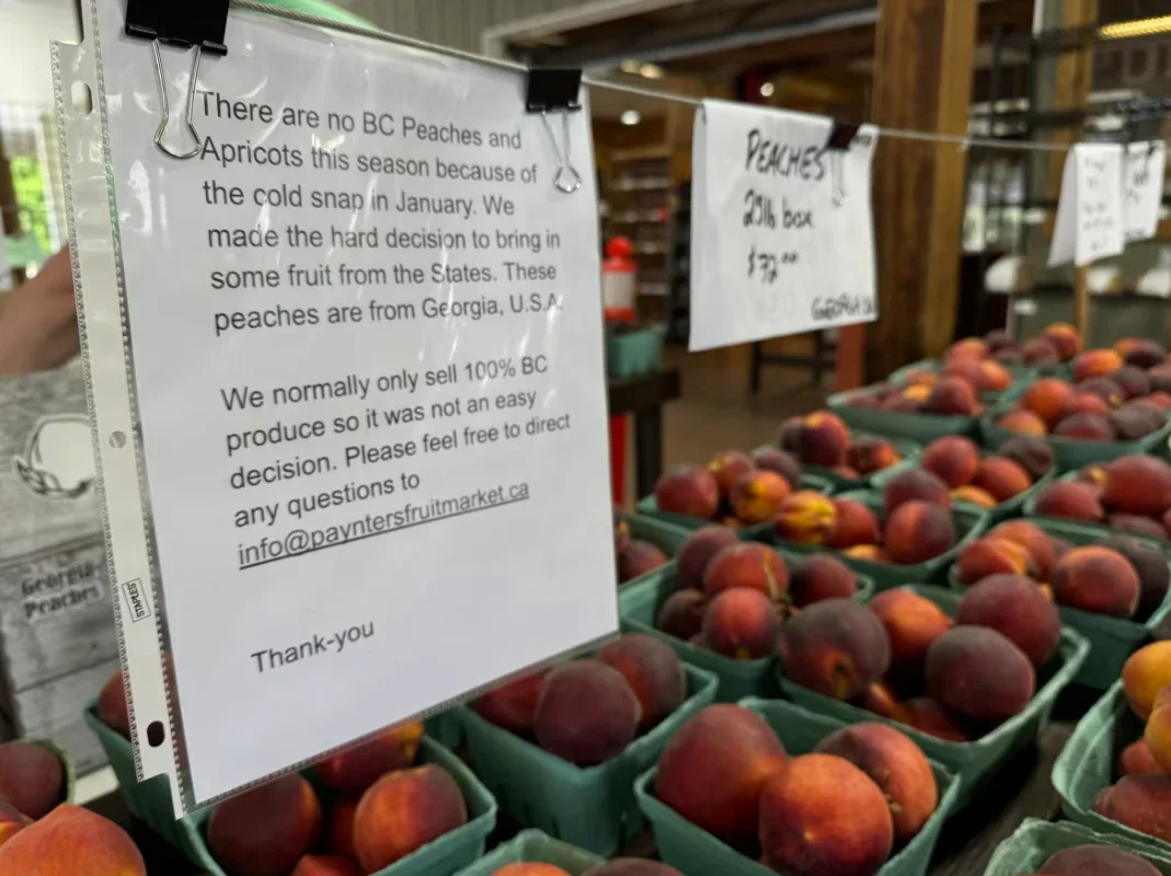 CBC: Fruit sellers are trucking in peaches from the U.S. this summer as there are no Okanagan-grown peaches available to line market shelves. (Brady Strachan / CBC )