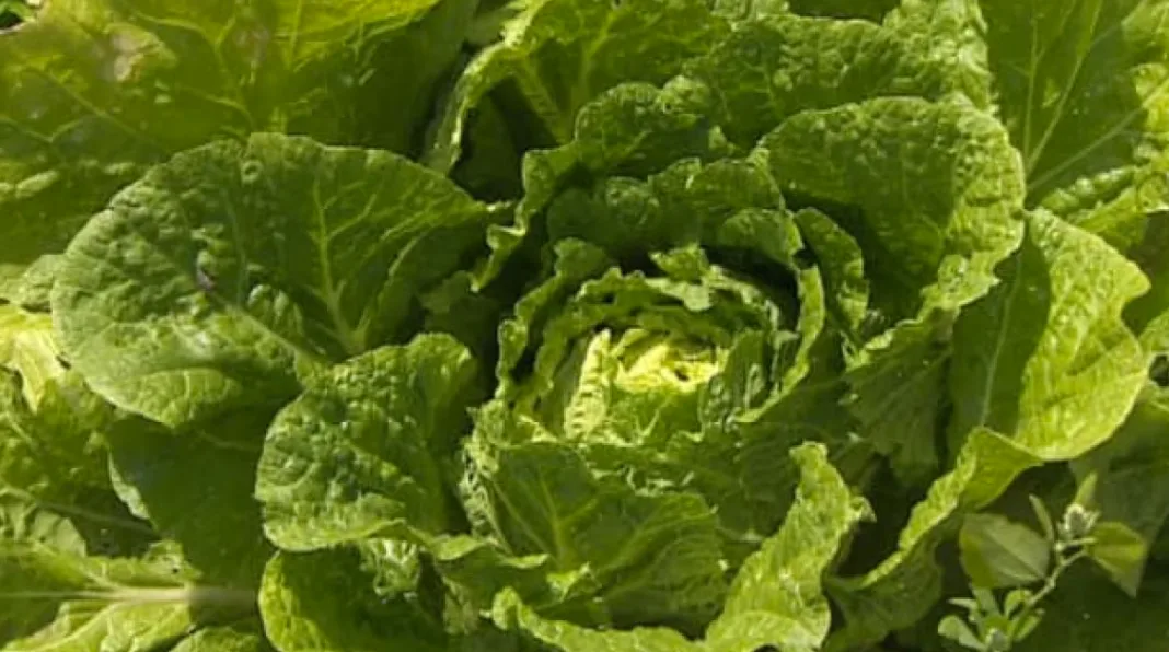 CBC: Angie Koch, of Fertile Ground Farm in St. Agatha, says it has been 'a really great season for most crops,' except for some greens. (CBC)