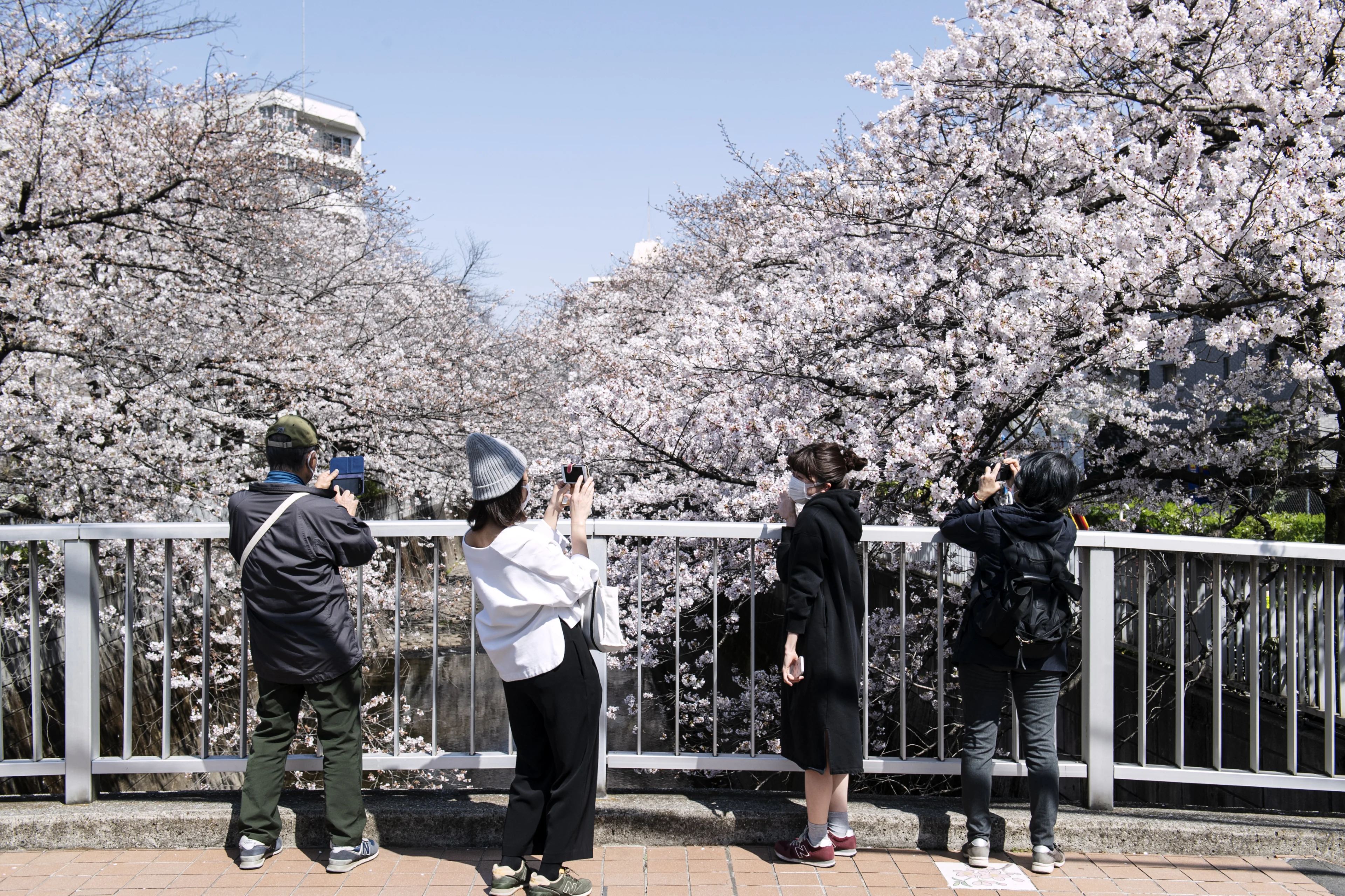 Japan cherry blossom Credit: NurPhoto/Contributor. NurPhoto. Getty Images