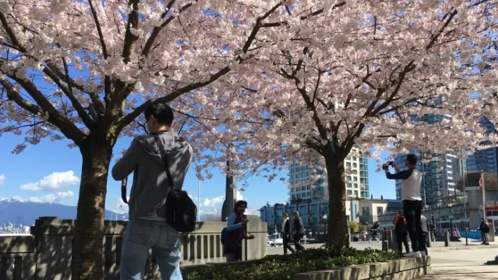 Vancouver watches effect of climate change on cherry trees